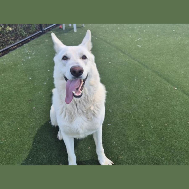 Photo of Bear Imp 563