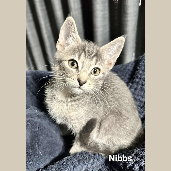 Photo of Nibbs