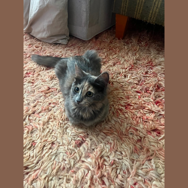 Photo of Star
