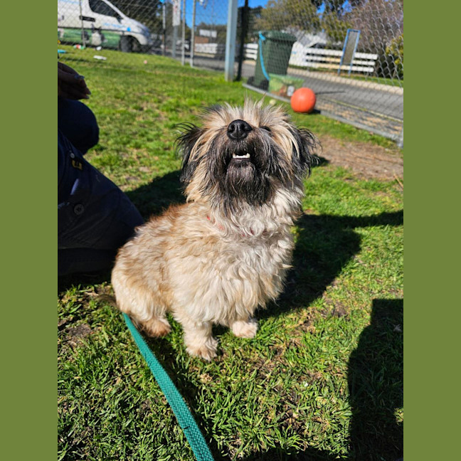 Photo of Scruffy