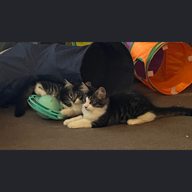 Photo of Bohdi & Lottie