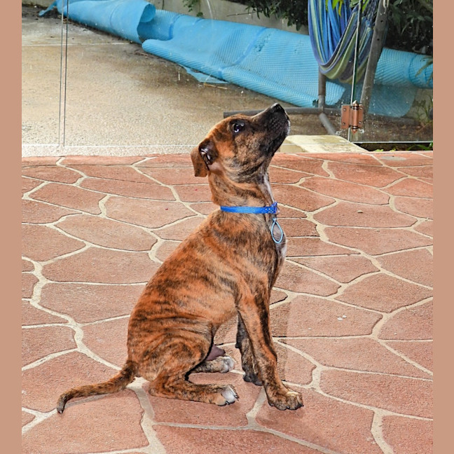 Photo of Geronimo