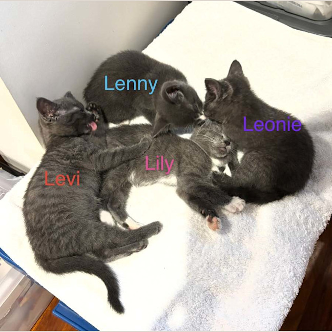 Photo of Lily ❤️