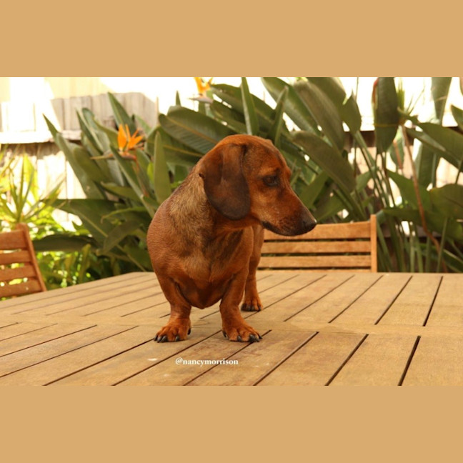 Photo of Frankie Silvanus