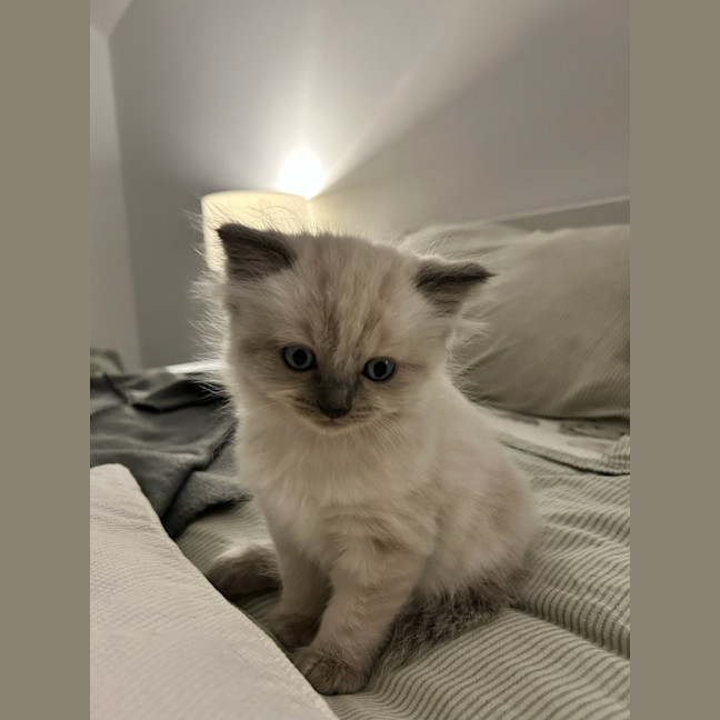 Photo of Professor Chaos Nugget