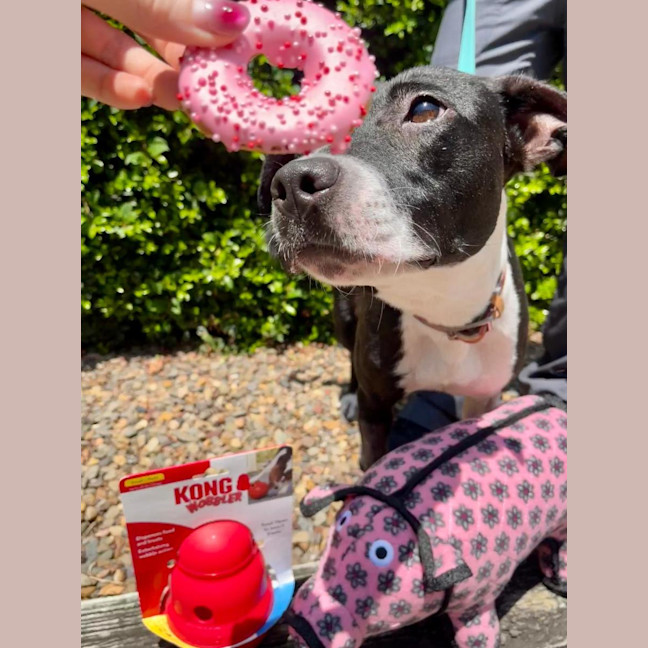 Photo of Pretzel 