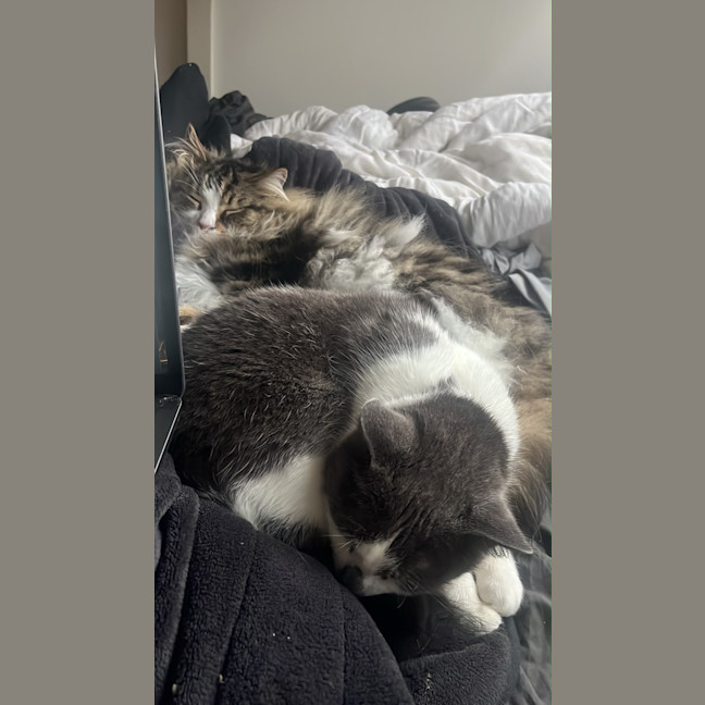 Photo of Ollie