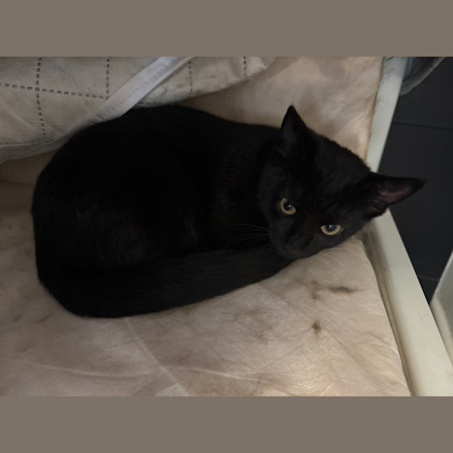 Photo of Peanut