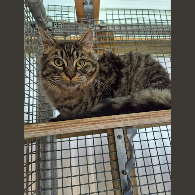 Photo of Romeo! 🧡
