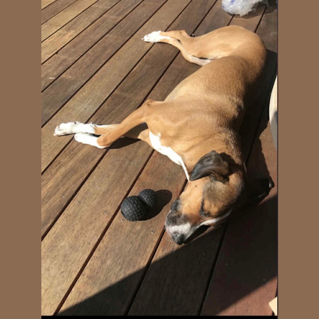 Photo of Lolita (Lola)
