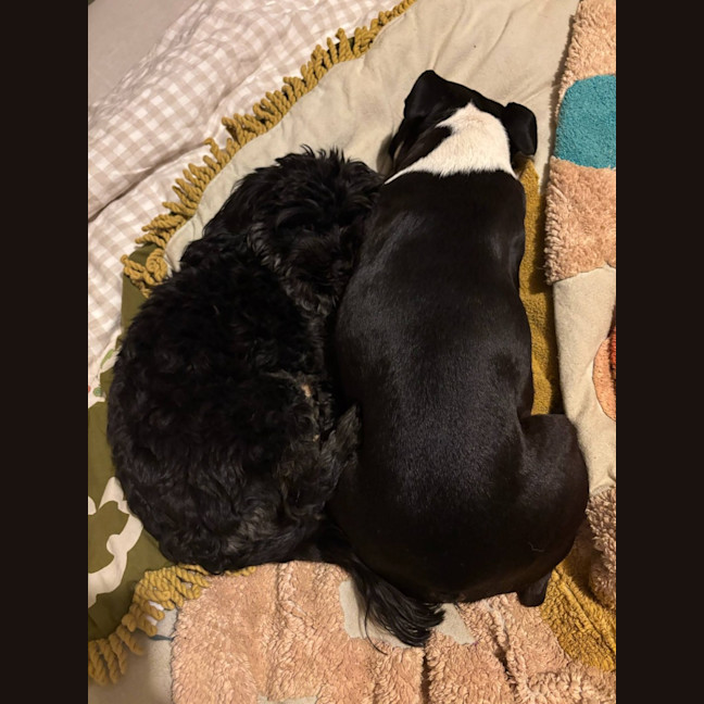 Photo of Belle 