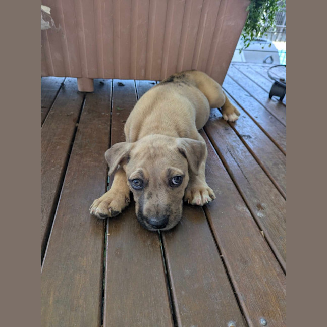 Photo of Fawn