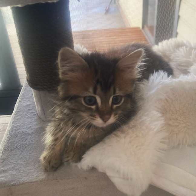 Photo of Meeko