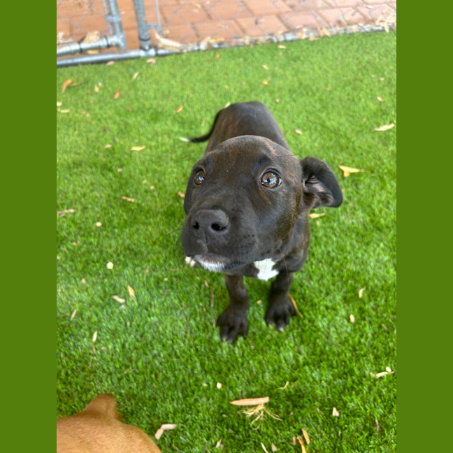 Photo of Pepper