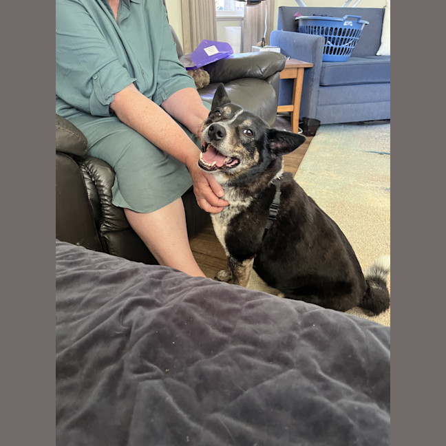 Photo of Missy 😍Blue Cattle X Jrt (On Trial 21/10/24)