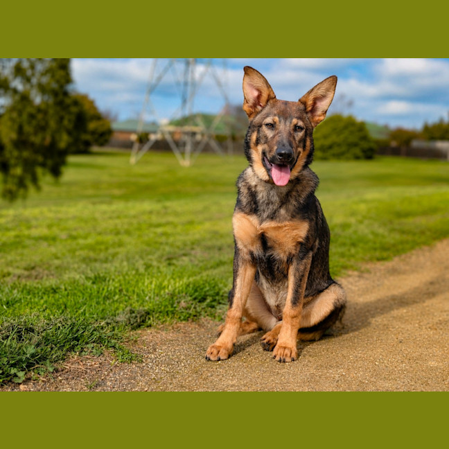 Photo of Rin Tin Tin 