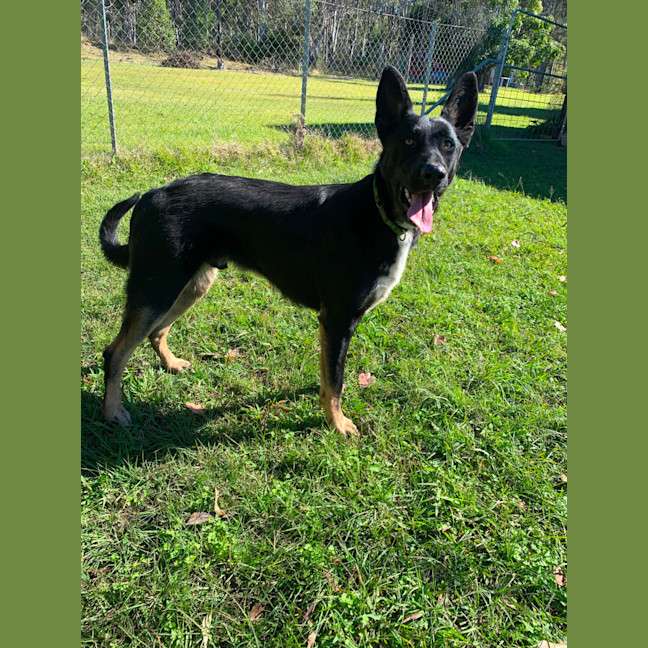 Photo of Ranger
