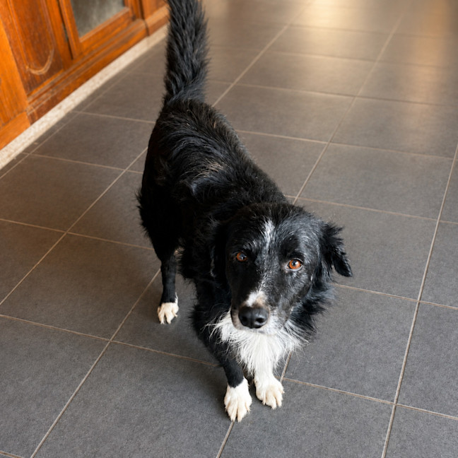 Photo of Mungo