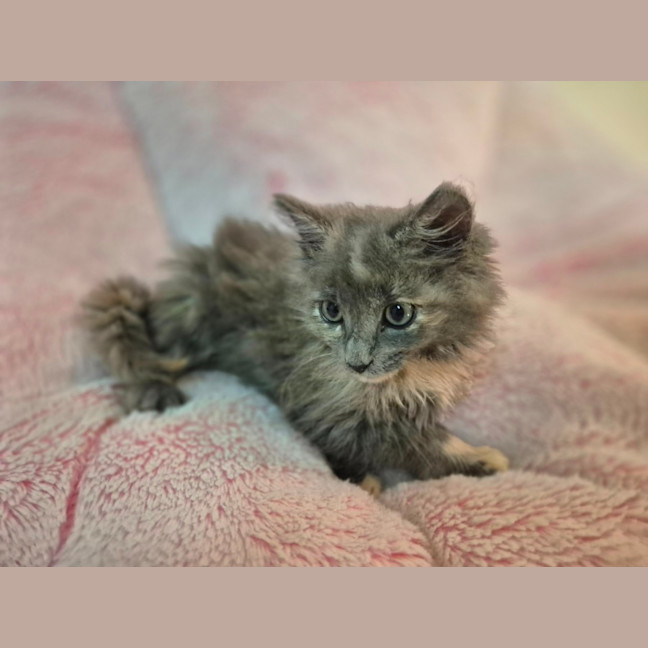 Photo of Cleo
