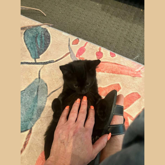 Photo of Sapphire *9 Lives Project Rescue*