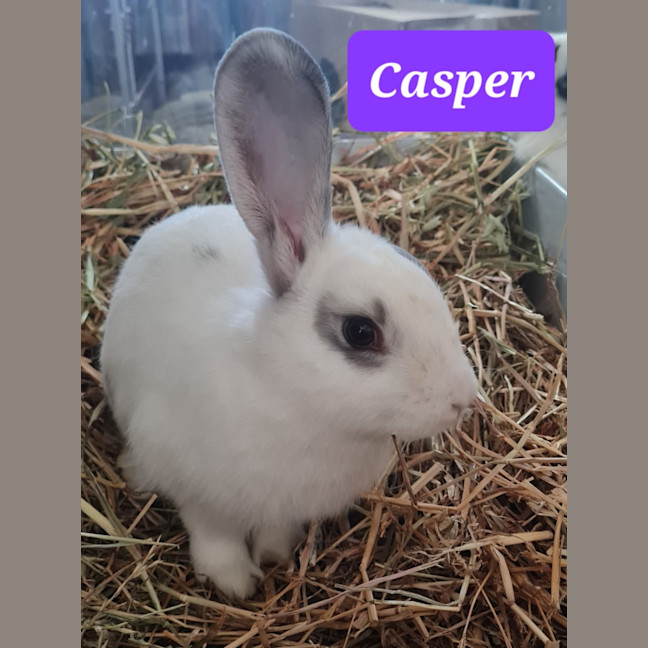 Photo of Casper