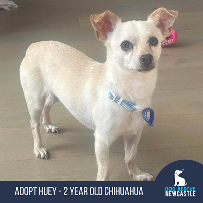 Photo of Huey   2 Year Old Chihuahua