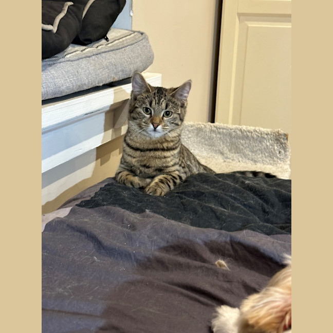 Photo of Cherry And Blossom