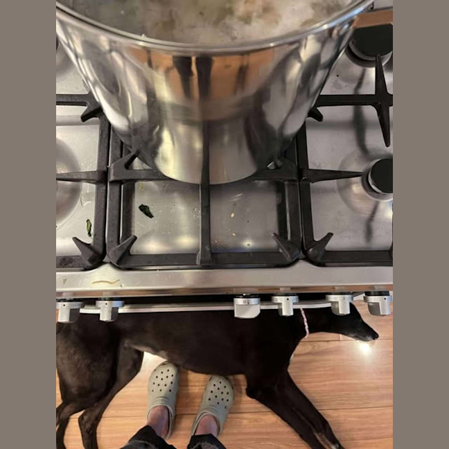 Photo of Sakura, The Greyound