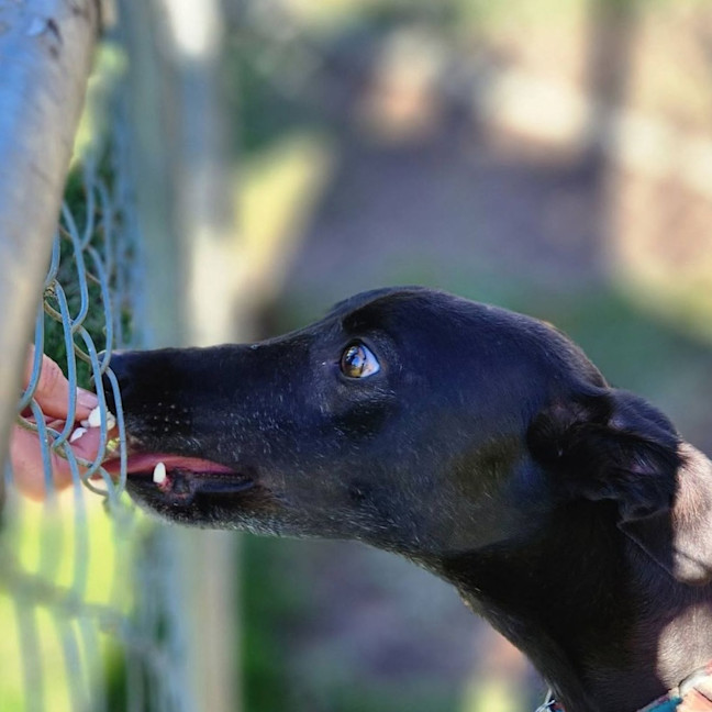 Photo of Chiquita The Greyhound