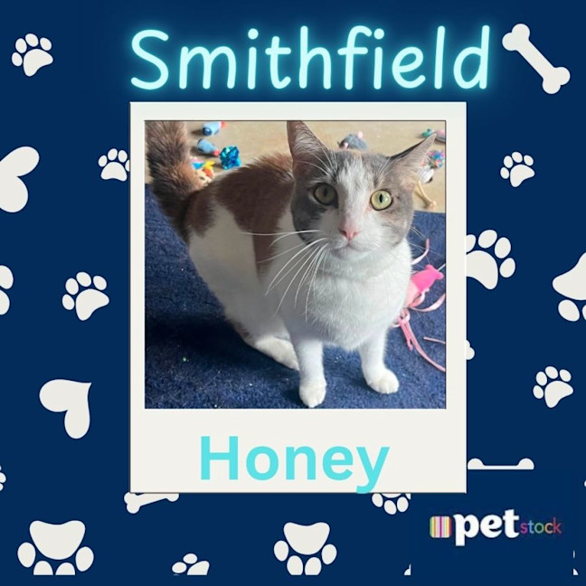 Photo of Honey