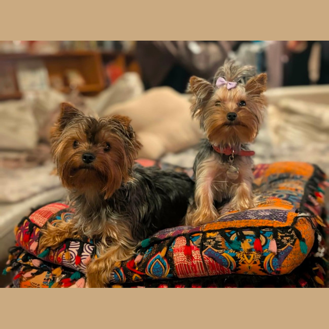 Photo of Molly