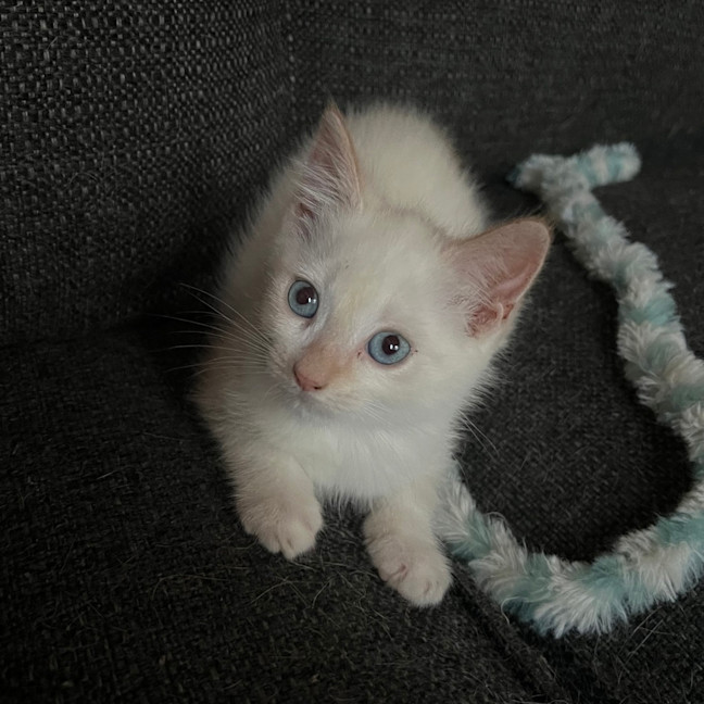 Photo of The Wizard Of Oz