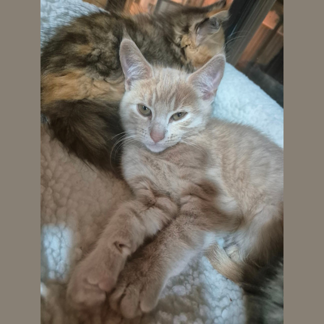 Photo of Nutmeg