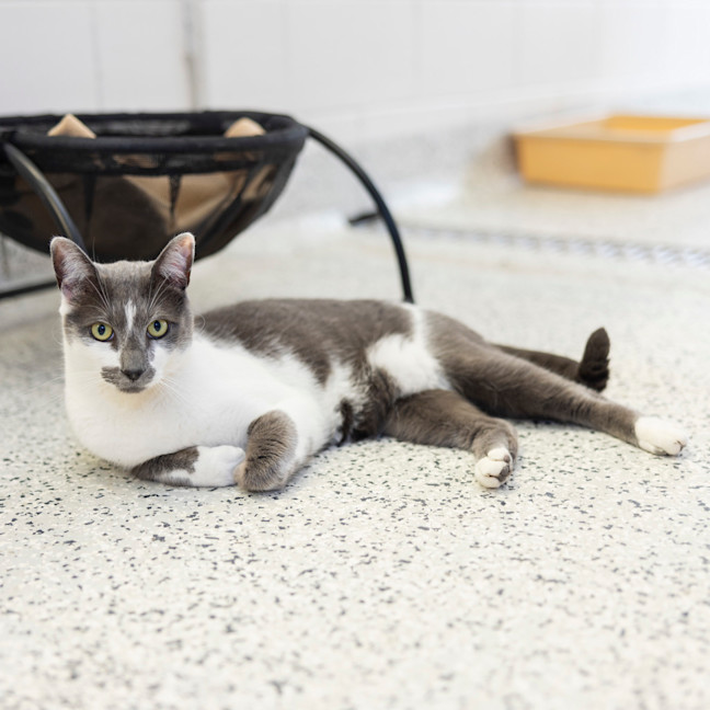 Photo of O'grady (Ziggy)