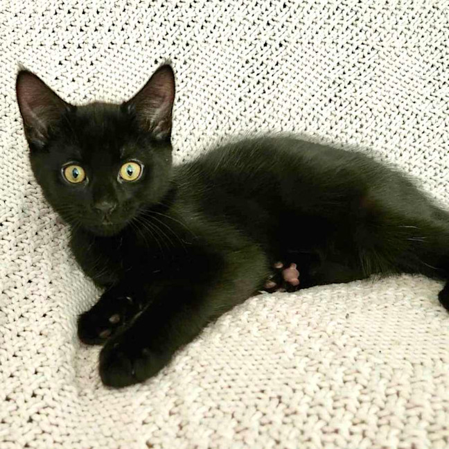 Photo of Bonsai   Located In Croydon