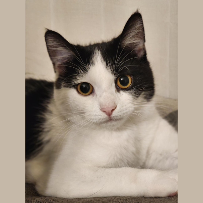 Photo of Sponge   Located In Avondale Heights