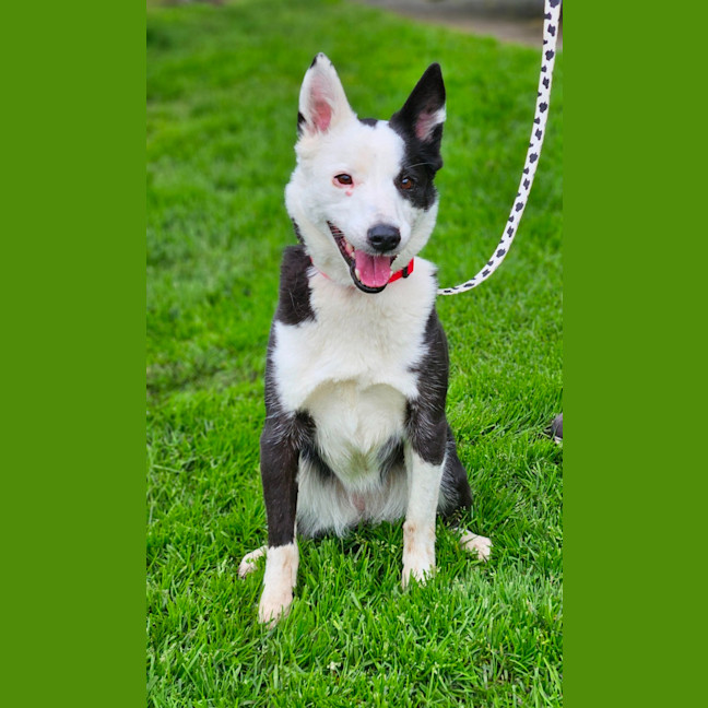 Photo of Lacy