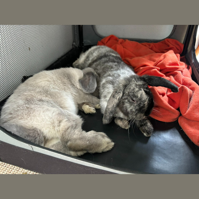 Photo of Celia / Ginger / Bonnie