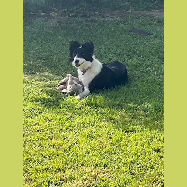 Photo of Bella   7 Month Old Border Collie (Trial)