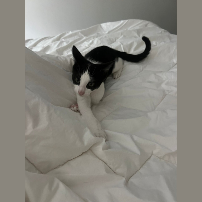 Photo of Hatchie