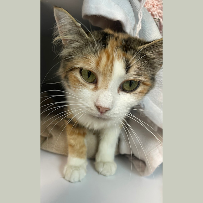 Photo of Delilah