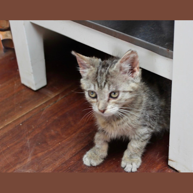 Photo of Rusty