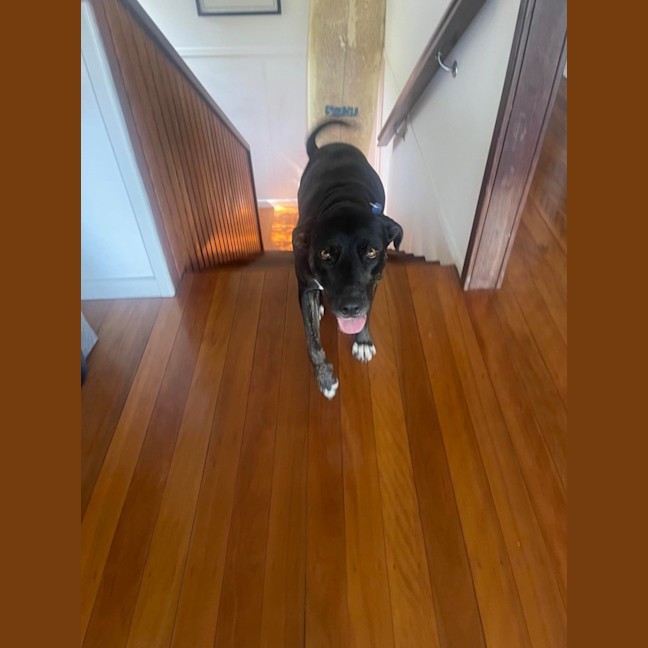 Photo of Sasha *$250 Adoption Fee*