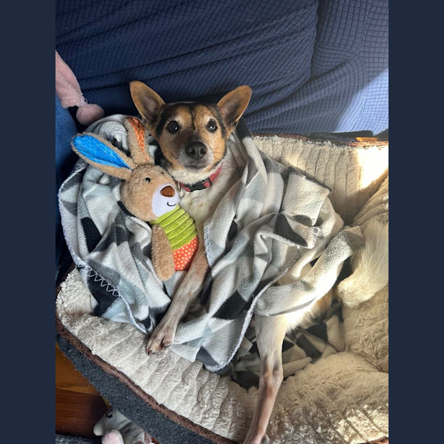 Photo of Milo