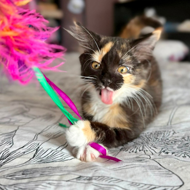 Photo of Isobel   In Foster Care In Templestowe