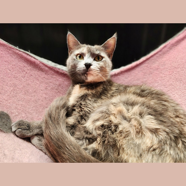 Photo of Dolly 