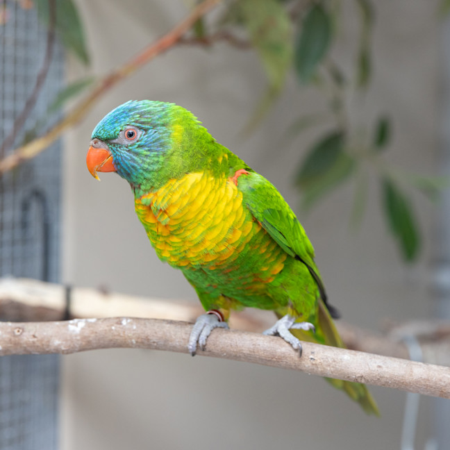 Photo of Ruby