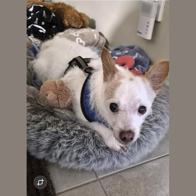 Photo of Buddy