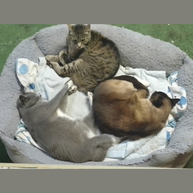 Photo of Misty,Stella And Bella