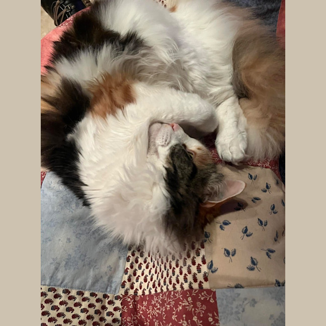 Photo of Prissy